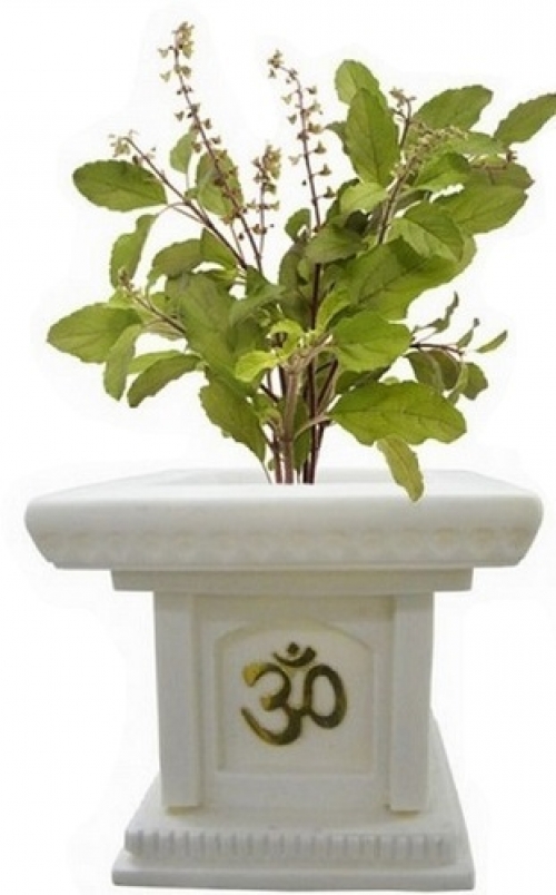 Tulsi - the divine plant and Tulsi Katha