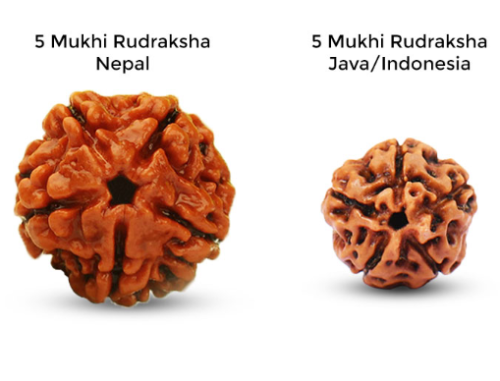 Panch Mukhi Rudraksh